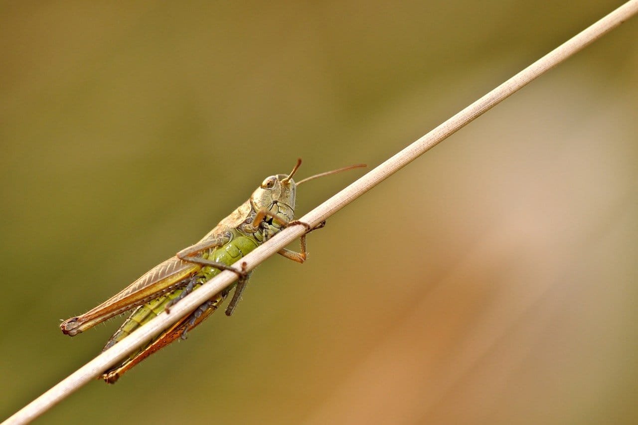 desert-locust-1975686_1280