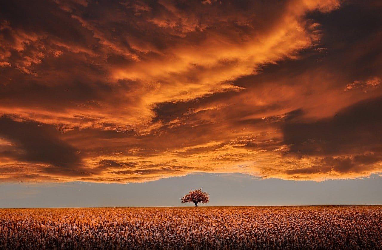 tree-736875_1280