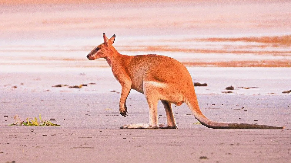 South Australia Falls Victim to Green Hubris During Record Heat Wave