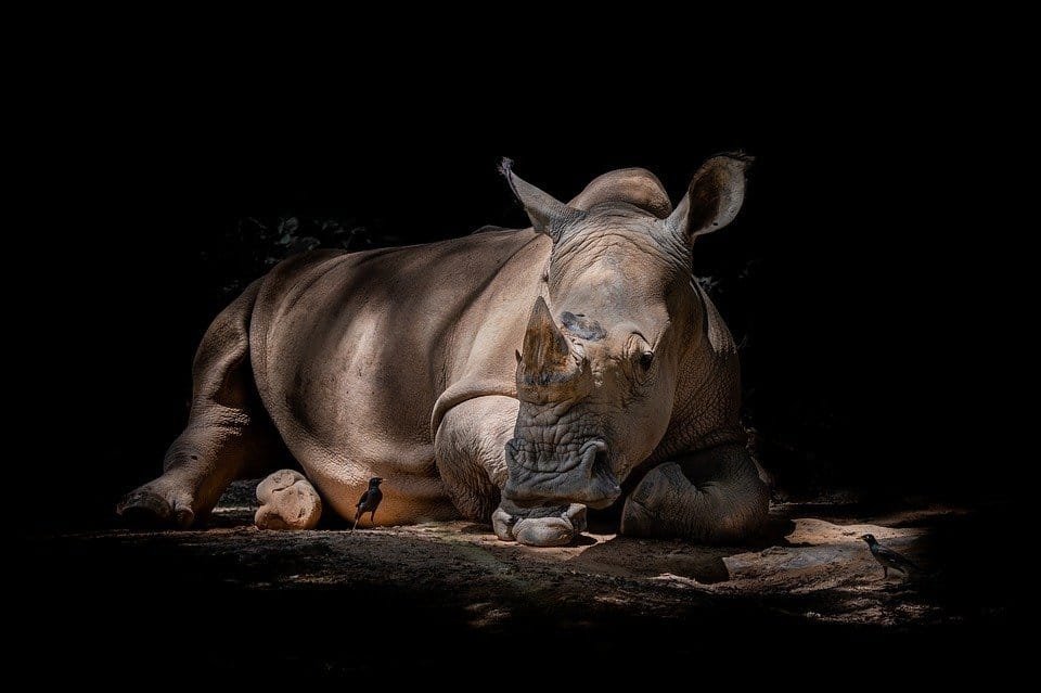 rhino-4206566_960_720